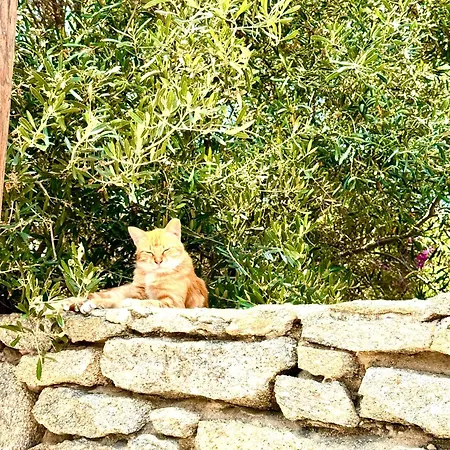 Callisso Mykonos *